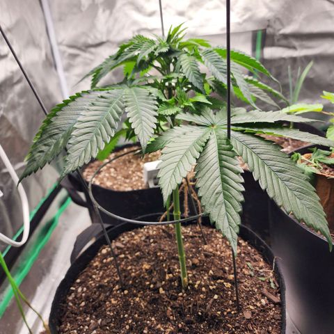 the Kineticist growlog timeline photo