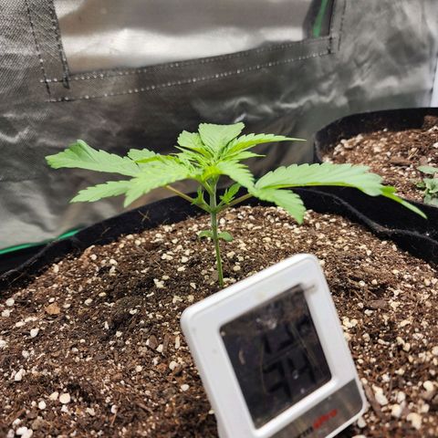 the Esoteric (Magus) growlog timeline photo