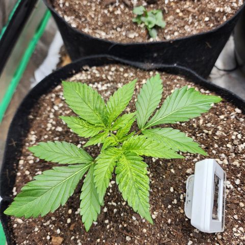 the Esoteric (Magus) growlog timeline photo