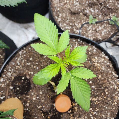 the Bloodrager growlog timeline photo