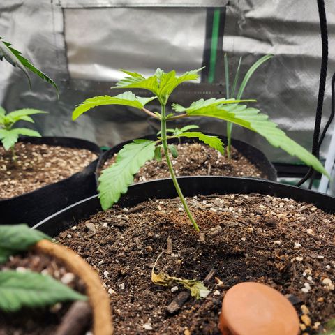 the Bloodrager growlog timeline photo