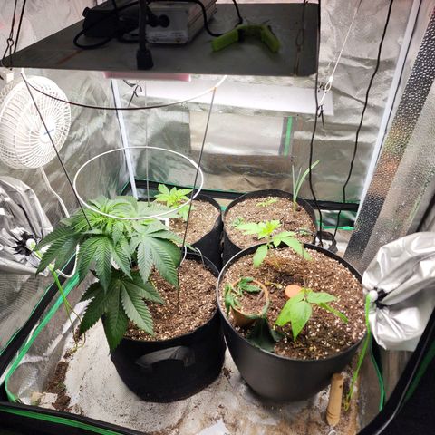 the Esoteric (Magus) growlog timeline photo