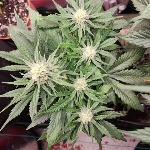 the Oracle (Livia Prime) growlog timeline photo