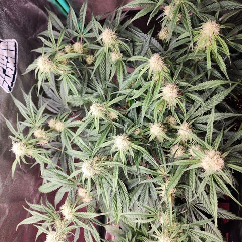 the Phalanx (Fighter) growlog timeline photo