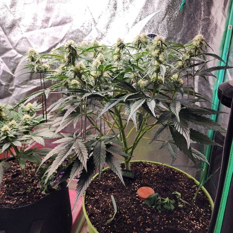 the Phalanx (Fighter) growlog timeline photo
