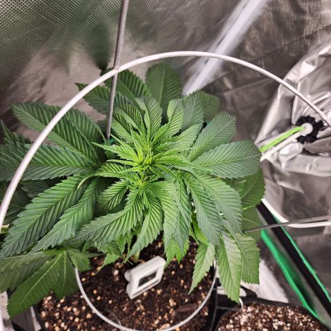 the Kineticist growlog timeline photo
