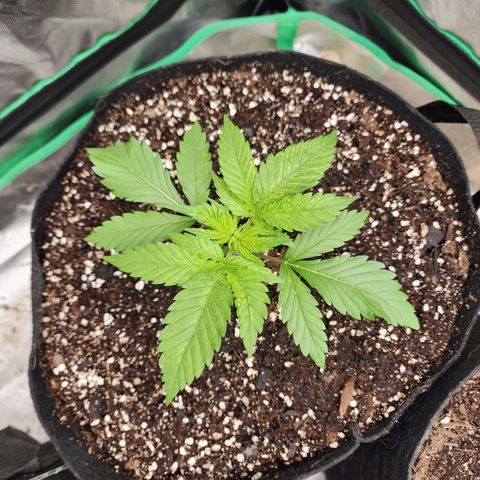 the Esoteric (Magus) growlog timeline photo