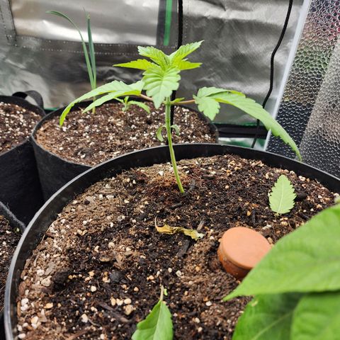 the Bloodrager growlog timeline photo