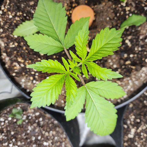 the Bloodrager growlog timeline photo