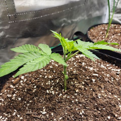 the Esoteric (Magus) growlog timeline photo