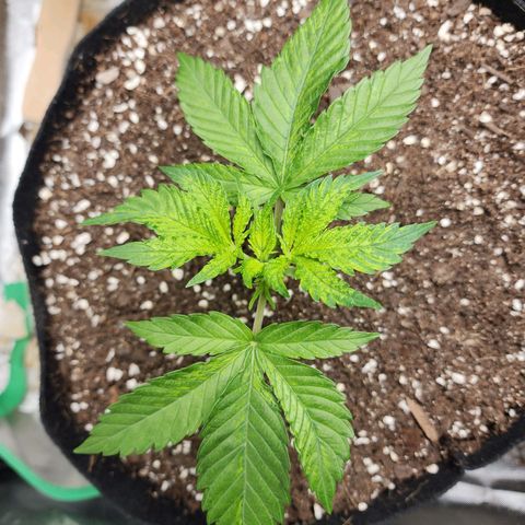 the Esoteric (Magus) growlog timeline photo