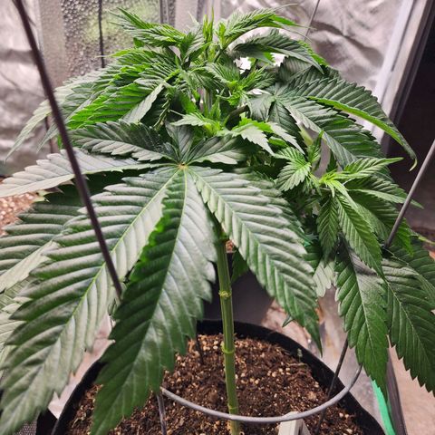 the Kineticist growlog timeline photo