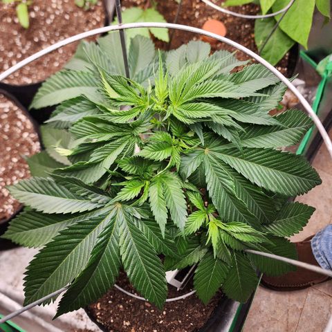 the Kineticist growlog timeline photo
