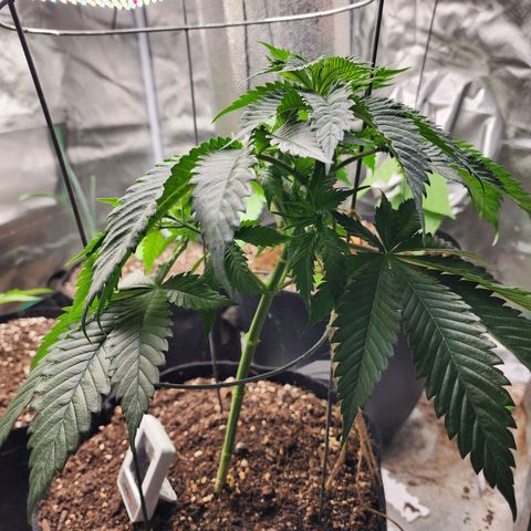 the Kineticist growlog timeline photo