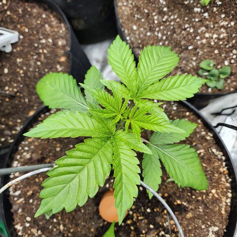 the Bloodrager growlog timeline photo