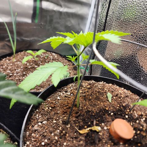 the Bloodrager growlog timeline photo
