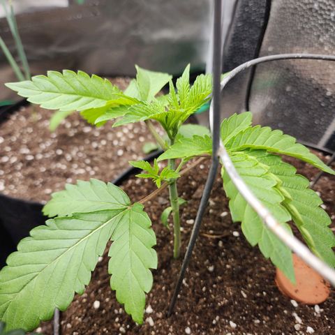 the Bloodrager growlog timeline photo