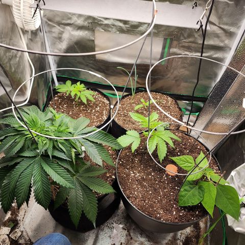 the Esoteric (Magus) growlog timeline photo