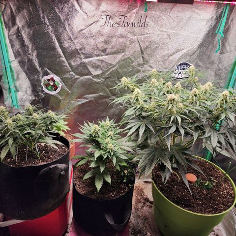 the Esoteric (Magus) growlog timeline photo