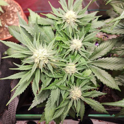 the Oracle (Livia Prime) growlog timeline photo