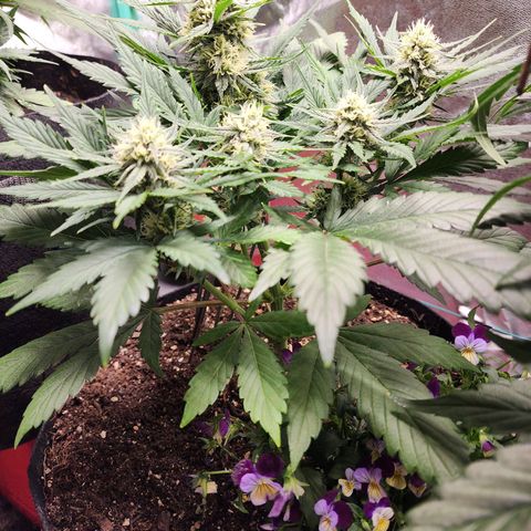 the Oracle (Livia Prime) growlog timeline photo