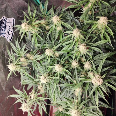 the Phalanx (Fighter) growlog timeline photo