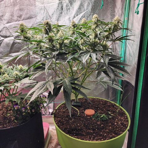 the Phalanx (Fighter) growlog timeline photo