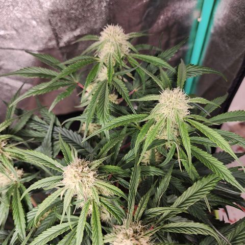 the Phalanx (Fighter) growlog timeline photo