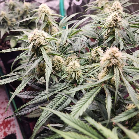 the Phalanx (Fighter) growlog timeline photo