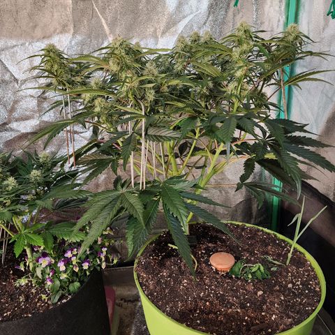 the Phalanx (Fighter) growlog timeline photo
