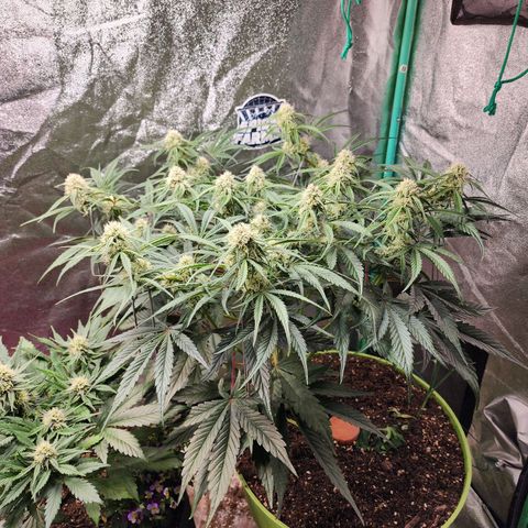 the Phalanx (Fighter) growlog timeline photo