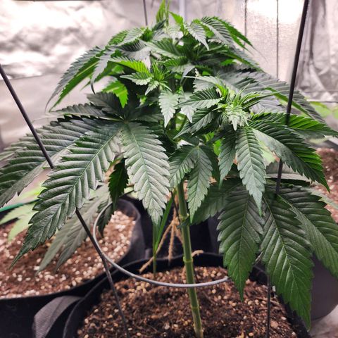the Kineticist growlog timeline photo