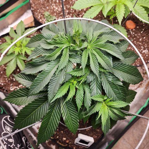 the Kineticist growlog timeline photo