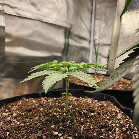 the Esoteric (Magus) growlog timeline photo