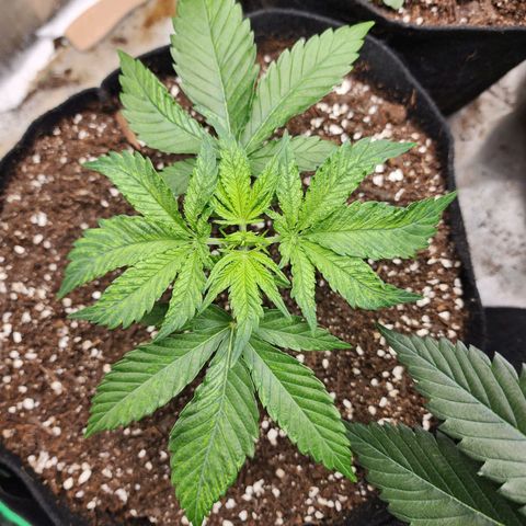 the Esoteric (Magus) growlog timeline photo