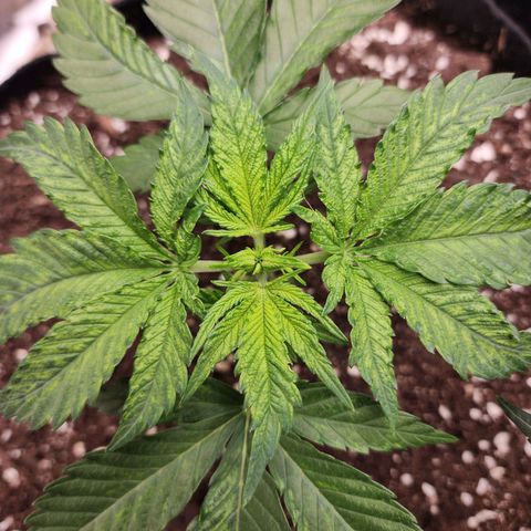 the Esoteric (Magus) growlog timeline photo