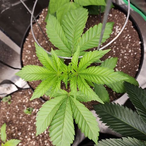 the Bloodrager growlog timeline photo
