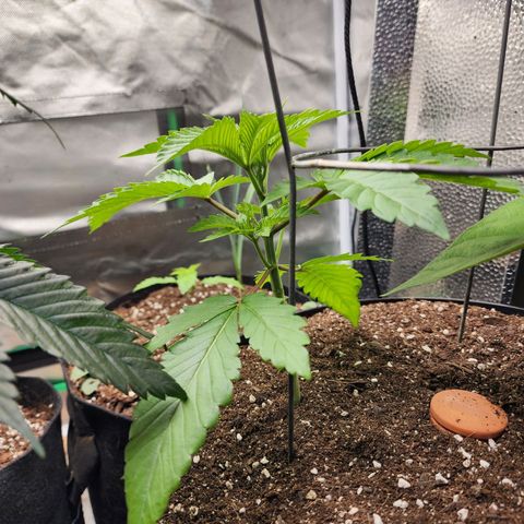 the Bloodrager growlog timeline photo
