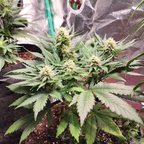 the Oracle (Livia Prime) growlog timeline photo