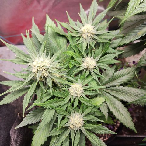 the Oracle (Livia Prime) growlog timeline photo