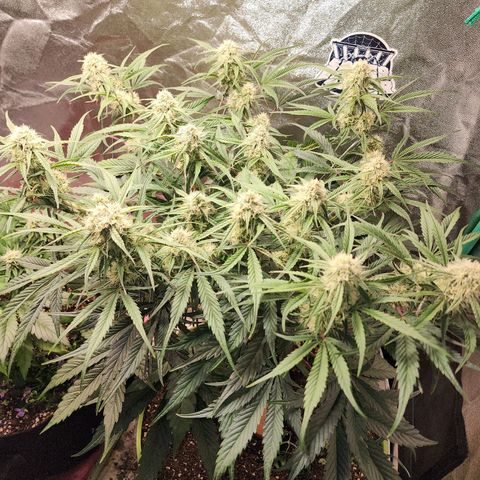 the Phalanx (Fighter) growlog timeline photo