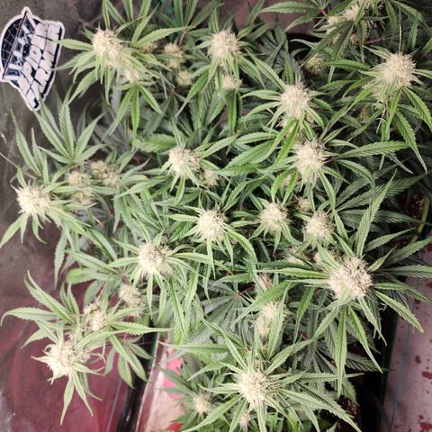 the Phalanx (Fighter) growlog timeline photo