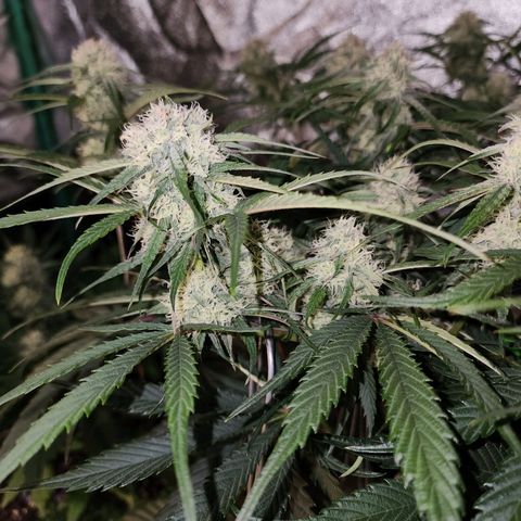the Phalanx (Fighter) growlog timeline photo