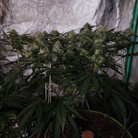 the Phalanx (Fighter) growlog timeline photo