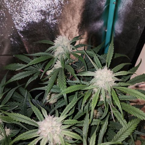 the Phalanx (Fighter) growlog timeline photo