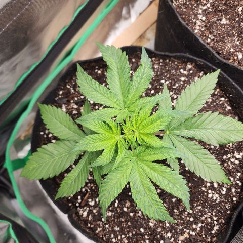the Esoteric (Magus) growlog timeline photo