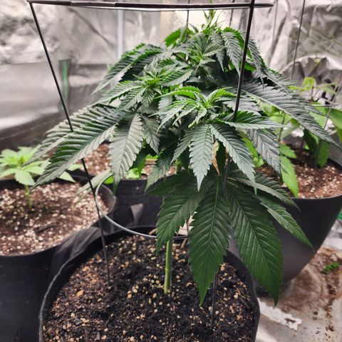 the Kineticist growlog timeline photo
