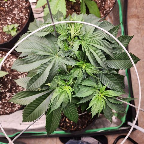 the Kineticist growlog timeline photo