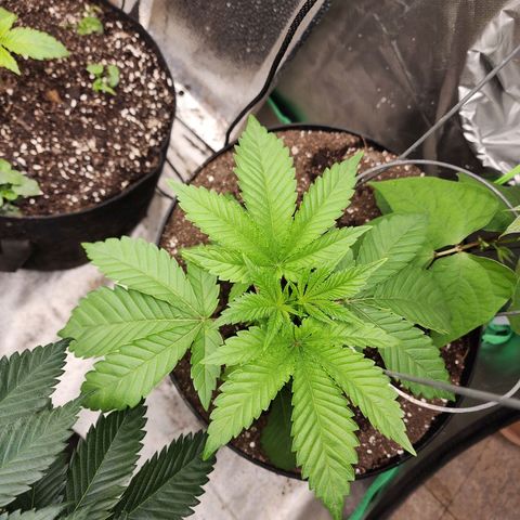 the Bloodrager growlog timeline photo
