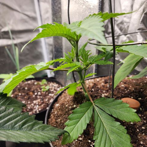 the Bloodrager growlog timeline photo